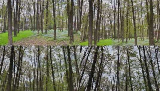 森林里高大茂盛的树木高清在线视频素材下载