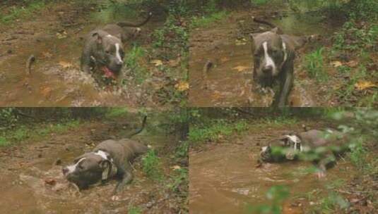 一只狗在小溪里高清在线视频素材下载
