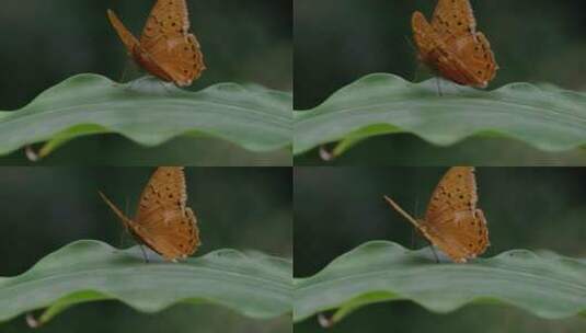 玉米叶上的蝴蝶微距景观高清在线视频素材下载