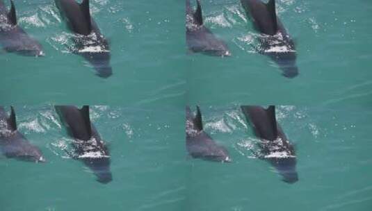 水下的两只海豚高清在线视频素材下载