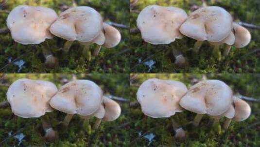 蘑菇的特写高清在线视频素材下载