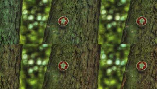 树上的小径标记高清在线视频素材下载