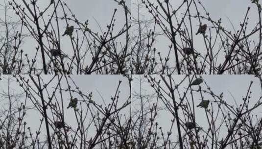 春天发芽的枝叶树梢鸟高清在线视频素材下载
