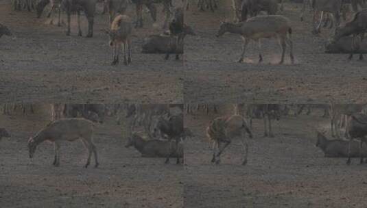 野生鹿群活动栖息情况素材高清在线视频素材下载