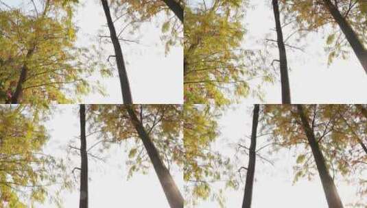 秋天的落羽杉高清在线视频素材下载