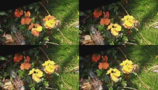 阳光下的花卉高清在线视频素材下载