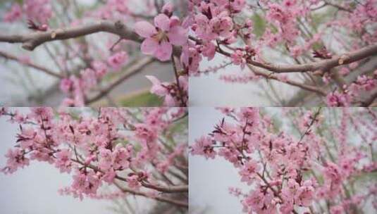 春天的植物花朵高清在线视频素材下载