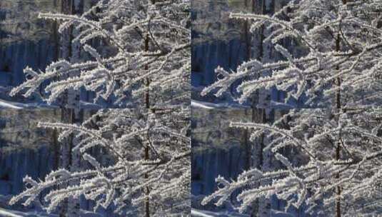 大兴安岭冬季落雪的树枝高清在线视频素材下载