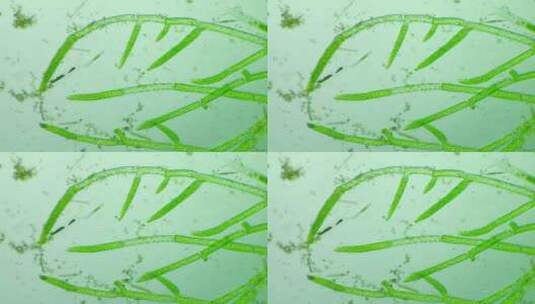 生物科普科研素材 藻类细胞高清在线视频素材下载