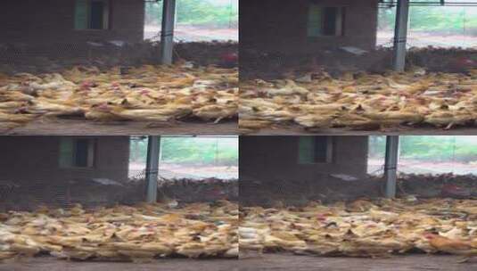 乡村生态养鸡场鸡群吃食高清在线视频素材下载