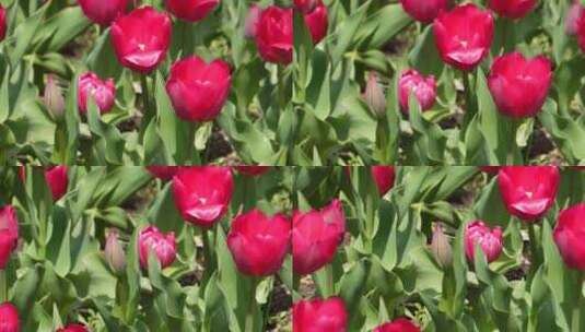 花卉园艺红色郁金香高清在线视频素材下载