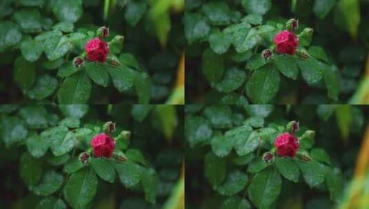 雨后 花骨朵  红色月季高清在线视频素材下载