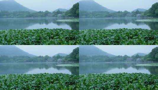 杭州西湖景区花港观鱼雨天高清在线视频素材下载