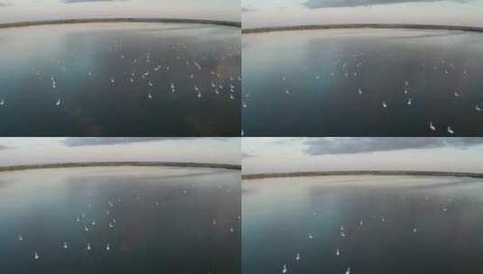 在湖上游泳的天鹅高清在线视频素材下载