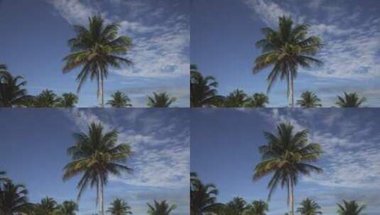 海滩上的棕榈树高清在线视频素材下载