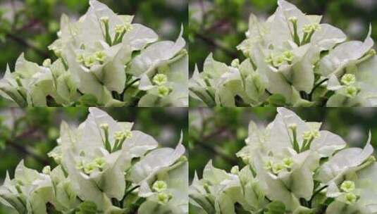 花园里美丽的白花高清在线视频素材下载