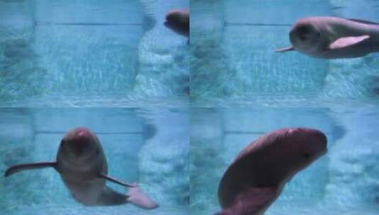 江豚在水下游动高清在线视频素材下载