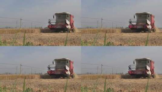 芒种麦田收割机收割小麦高清在线视频素材下载