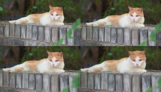 橘猫躺在窗台上休息高清在线视频素材下载