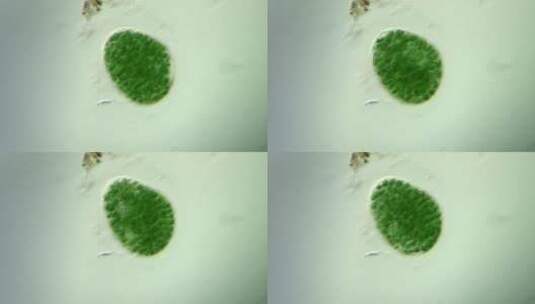 微生物原生生物光学显微镜实拍6高清在线视频素材下载