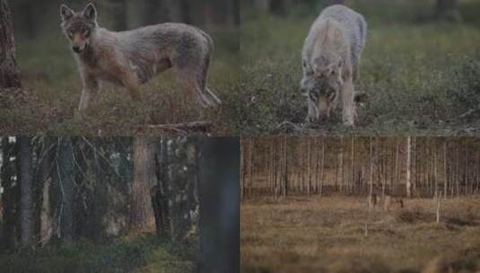 秋季傍晚森林野狼郊狼觅食高清在线视频素材下载