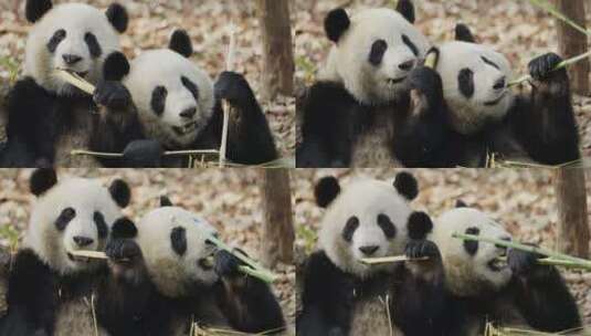 两只可爱大熊猫在吃竹子高清在线视频素材下载