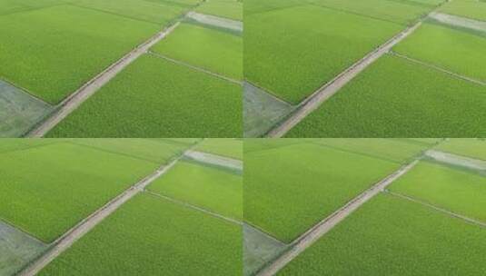 中国农业经济发展田园风光高清在线视频素材下载