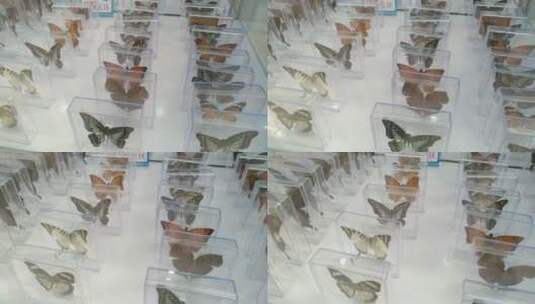 山村蝴蝶标本高清在线视频素材下载