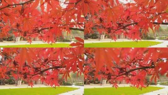 阳光枫树秋天红色的枫叶鸡爪槭高清在线视频素材下载