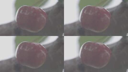 一颗树上成熟的大樱桃特写镜头LOG高清在线视频素材下载