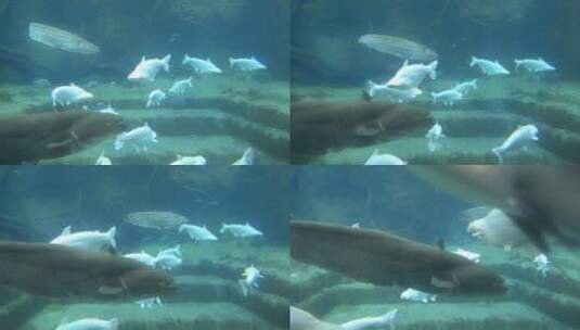 海底世界鱼高清在线视频素材下载