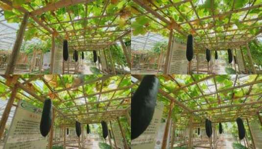 农家小院菜地菜园冬瓜棚高清在线视频素材下载