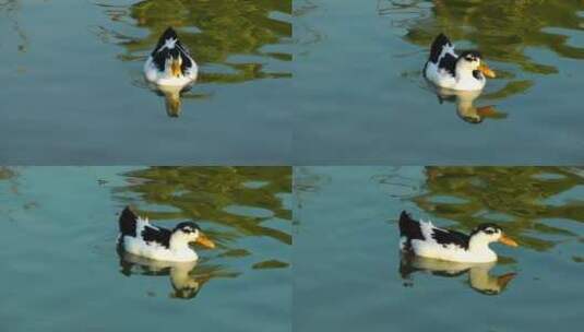 湖上的黑白鸭子高清在线视频素材下载