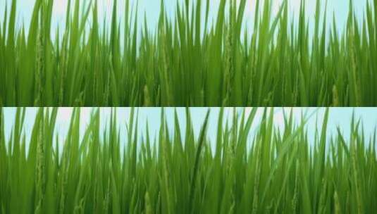 8K实拍秧田水稻生长种植高清在线视频素材下载