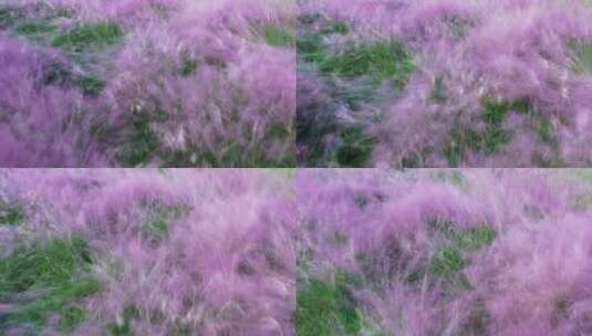 粉黛乱子草 园林植物景观空镜素材4K航拍高清在线视频素材下载