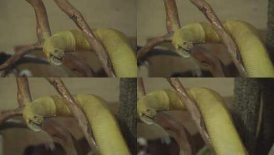 黄金蟒蛇爬宠爬虫标本高清在线视频素材下载