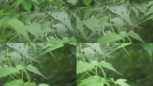 蜘蛛网昆虫大自然高清在线视频素材下载