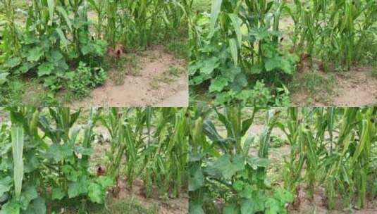玉米农作物高清在线视频素材下载