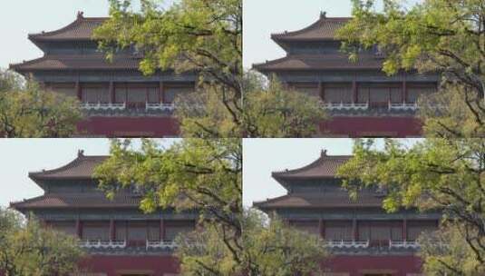 北京秋景秋色秋天大树树木黄叶高清在线视频素材下载