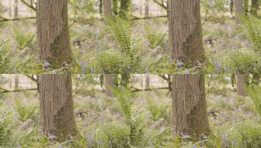 生长蓝铃和蕨植物的林地高清在线视频素材下载
