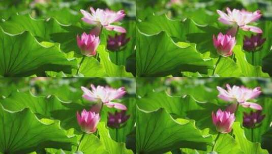杭州西湖风景区粉色的荷花和碧绿的荷叶高清在线视频素材下载