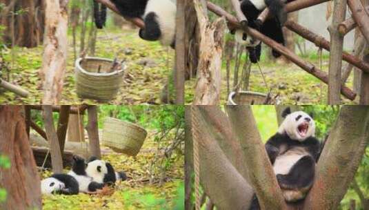 四川大熊猫玩耍情景 合集高清在线视频素材下载