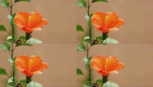 刮风天气下芙蓉花橙色开放花瓣的高清特写高清在线视频素材下载