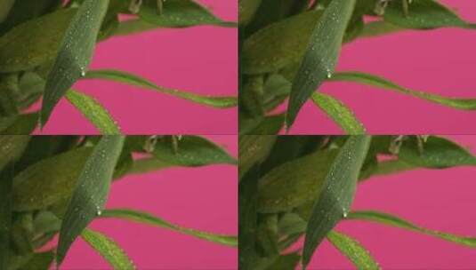 粉红色背景的叶子高清在线视频素材下载