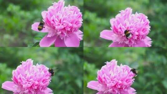 粉红牡丹上的黄蜂高清在线视频素材下载