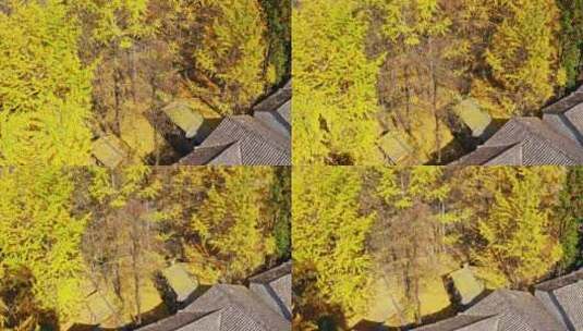 秋天金黄的银杏林高清在线视频素材下载