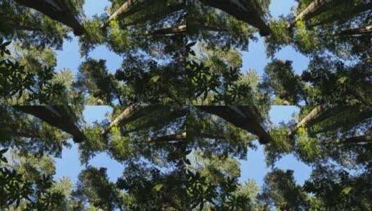 红杉国家公园天空景观仰拍高清在线视频素材下载