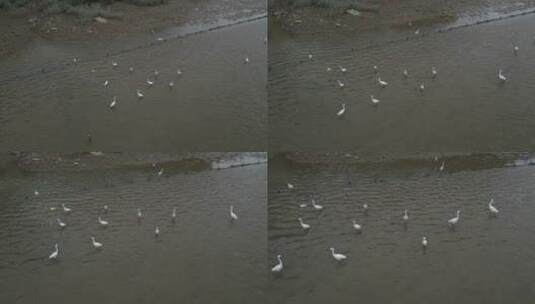 河岸边的白鹭高清在线视频素材下载