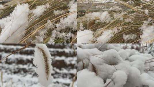 植物上的白雪视频合集高清在线视频素材下载