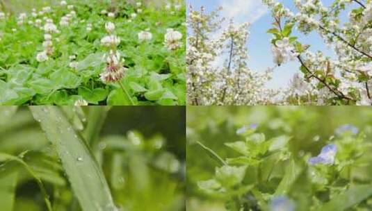 四季花开高清在线视频素材下载